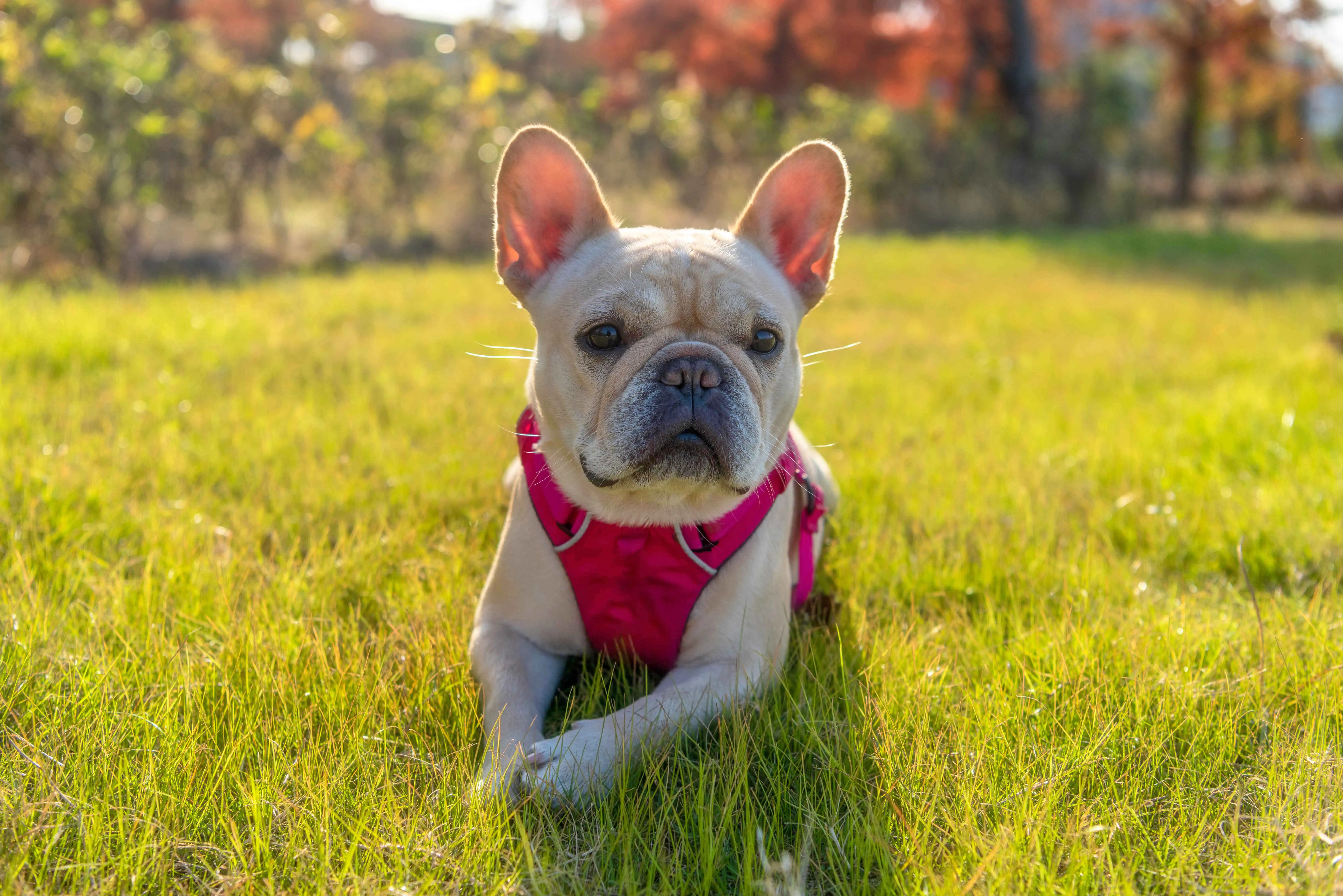 French Bulldog outside